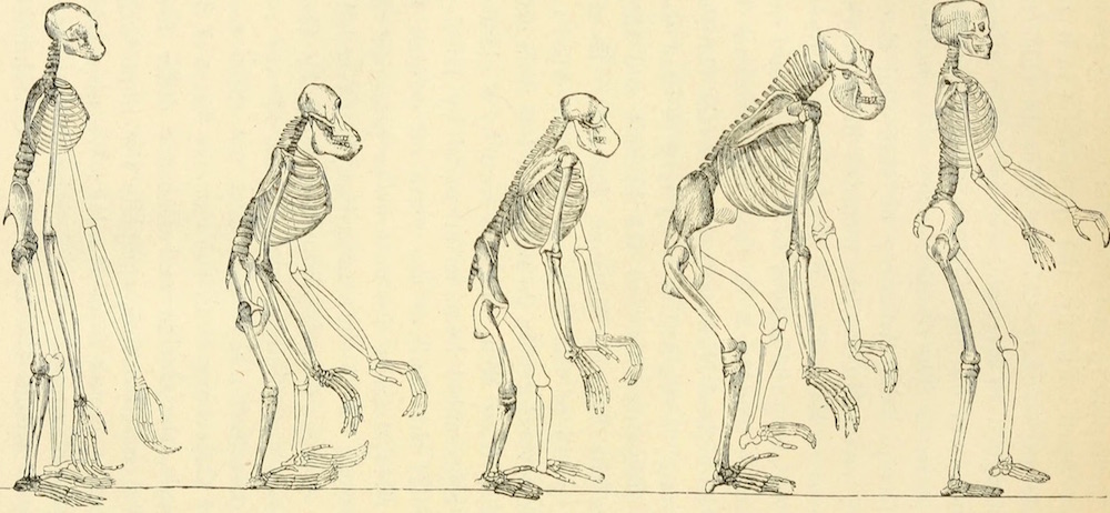 Does Evolution Have a Direction? | BQO