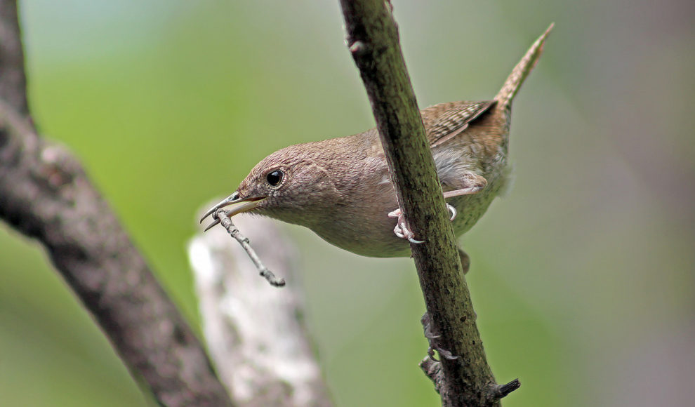 14818920900_ba3c28a4e5_h