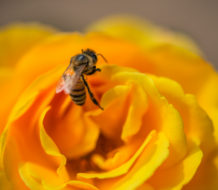 14634125914_16ffd82783_k